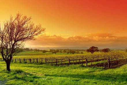 Jettlynn Winery