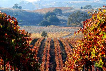 Hidden Oak Winery