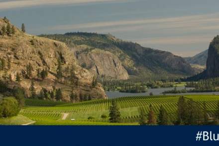 Blue Mountain Vineyard And Cellars