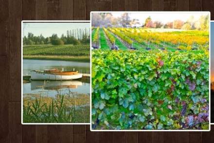 Bethany Vineyard and Winery