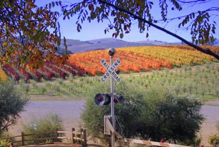 Pomar Junction Vineyard and Winery
