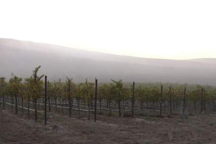 Clary Ranch Wines
