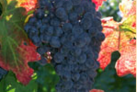 Wiederkehr Wine Cellars