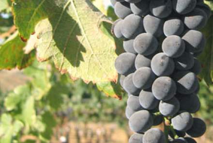 Barr Estate Winery - Paso Robles