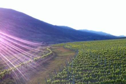 Platinum Bench Estate Winery 