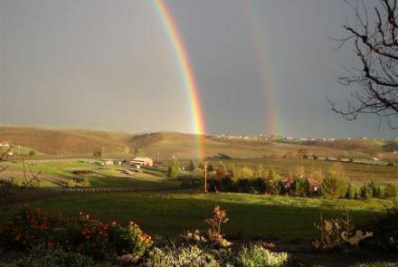 Frolicking Frog Cellars