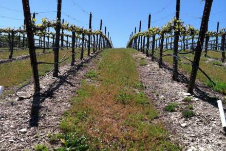 John Alan Winery