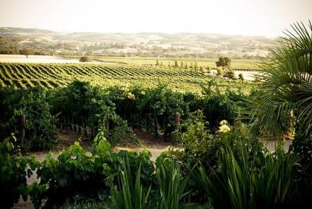 Still Waters vineyards