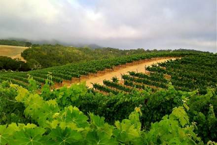 Jada Vineyard and Winery