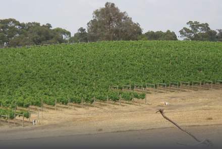 Rupert's Ridge Estate Vineyard