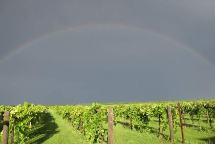 Davenport Orchards and Winery