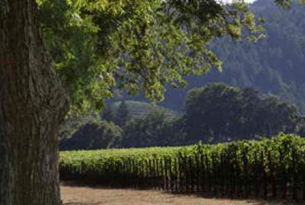 Macauley Vineyard