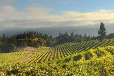 Kenwood Vineyards and Winery