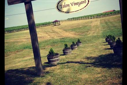 Talon Winery and Vineyards