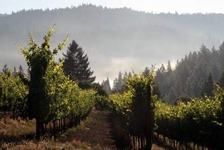 Hartford Family Winery
