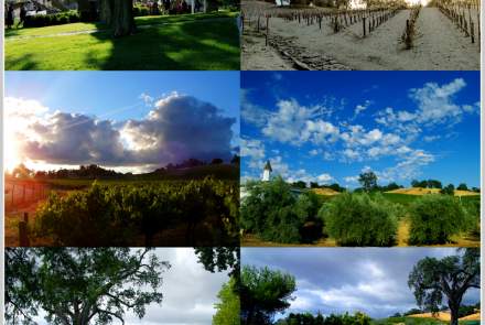 Carmody McKnight Estate Vineyards