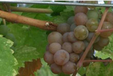 Granite Estate Vineyards