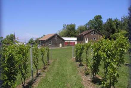 Thorpe Vineyard