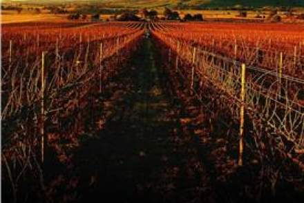 Andrew Harris Vineyards