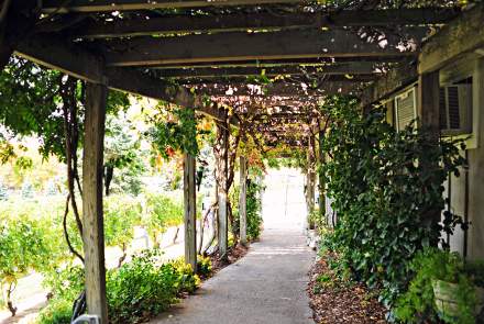 Bowers Harbor Vineyards