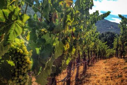 Casa de Fruta Winery