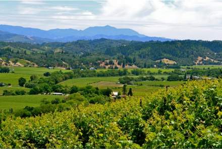 Collier Falls Vineyards