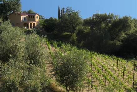 Cristaldi Vineyard