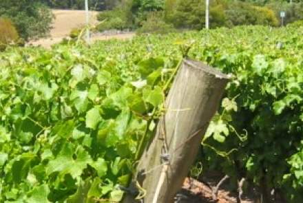 Providence Vineyards