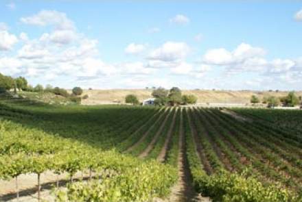 Riverstar Vineyards