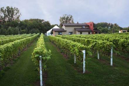 Vignoble Le Mernois 