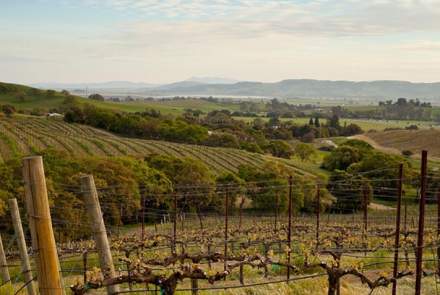 Tin Barn Vineyards 