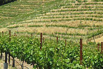 Reverie On Diamond Mountain