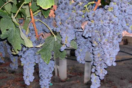 Trecini Winery