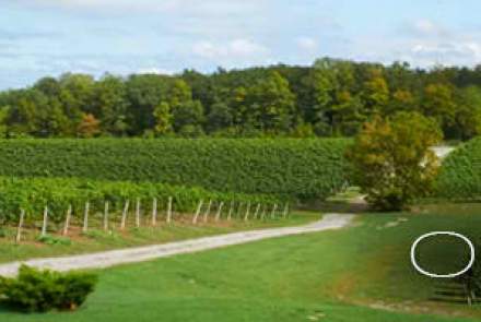 Vineland Estates Winery