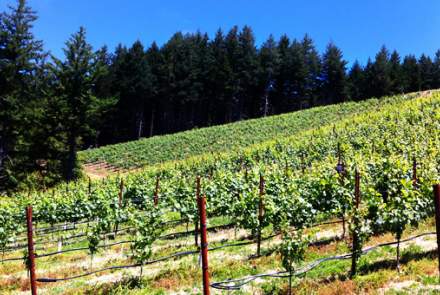 Bravium Winery