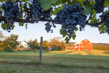 Hiddencroft Vineyards