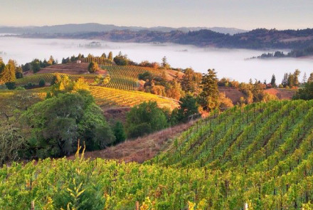 Hirsch Vineyards and Winery