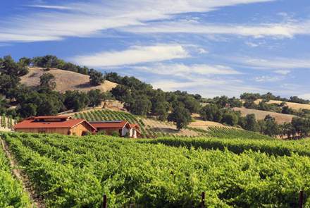 Halter Ranch Vineyard