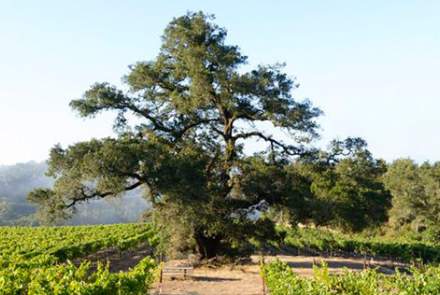 Windsor Oaks Vineyards and Winery