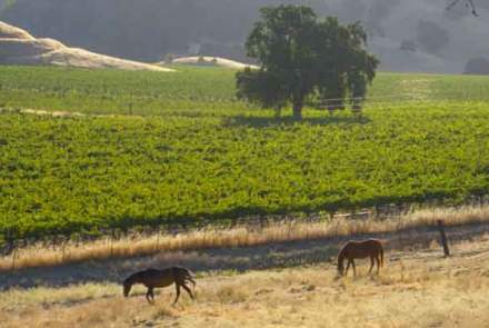 Rustridge Winery
