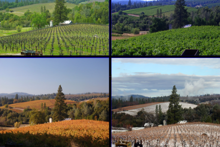 Single Leaf Vineyard and Winery