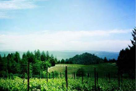 Vineyard 7 and 8