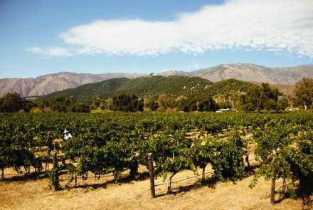 Vesper Vineyards