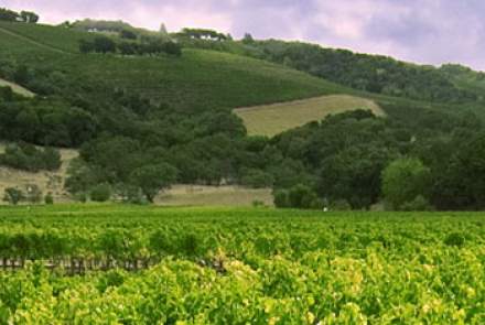 Highway 12 Vineyards and Winery