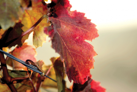 Gary Farrell Winery