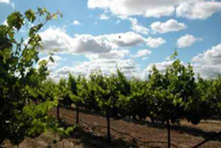 Vicarmont Vineyads and Winery