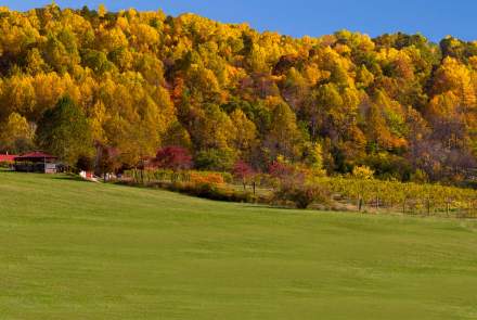 Mountain Cove Vineyards