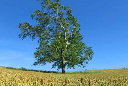 North Mountain Vineyard and Winery