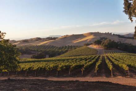 Starr Ranch Vineyards and Winery