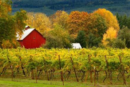 Saginaw Vineyard